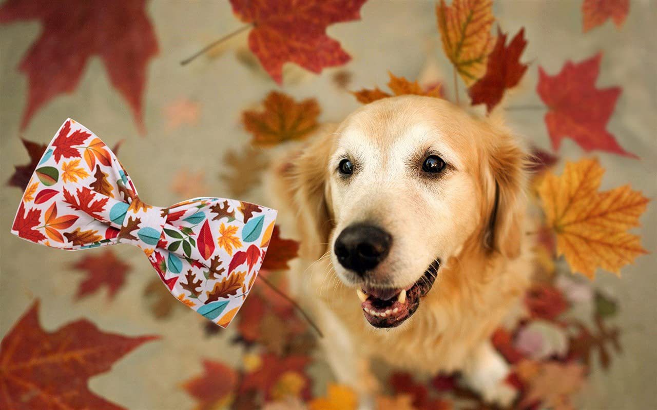 Elegant Little Tail Fall Dog Collar, Male Or Female Dog Collar With Bow Adjustable Soft Bow Tie Dog Collars For X-Small Dogs And Cats