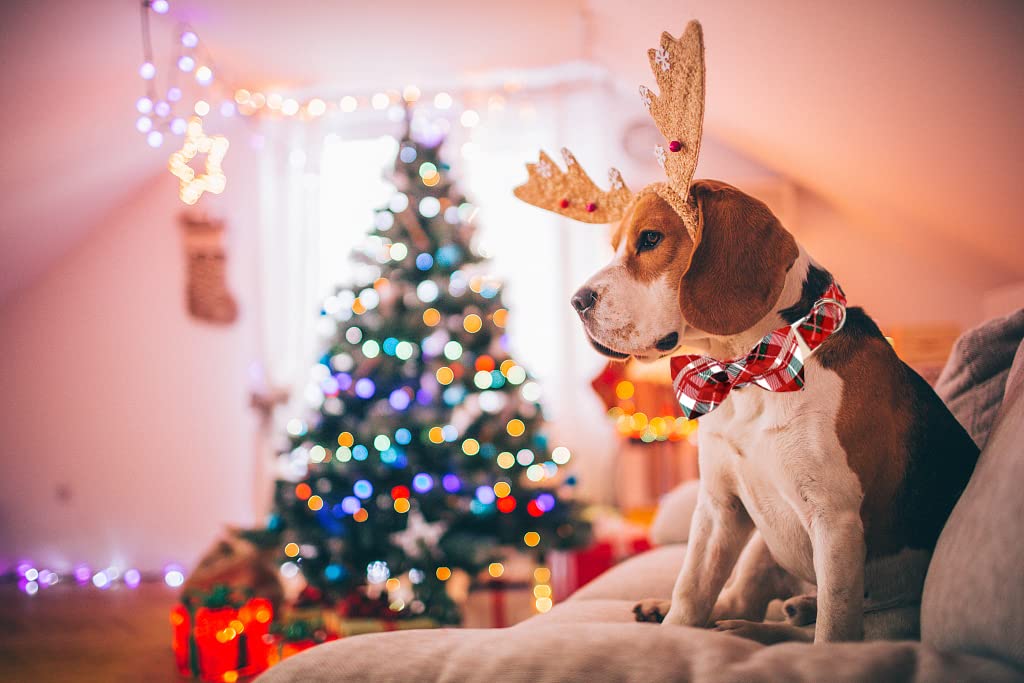 Lionet Paws Christmas Dog Collar With Bowtie, Dog Bowtie Collar With Metal Buckle For Dogs And Cats, Adjustable Comfortable Dog