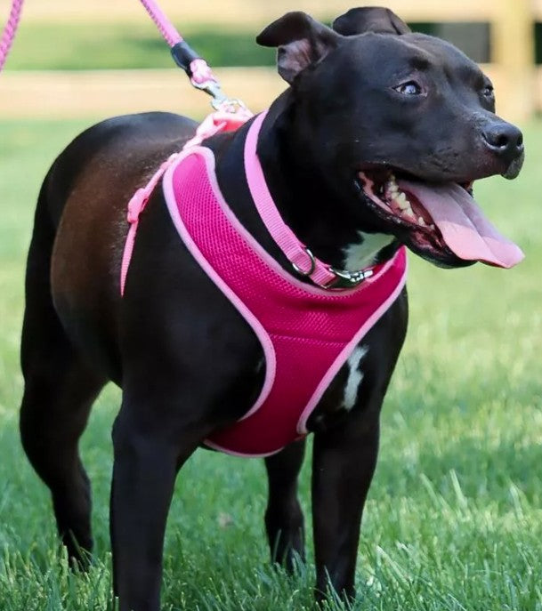 Coastal Pet Comfort Soft Wrap Adjustable Dog Harness Blue