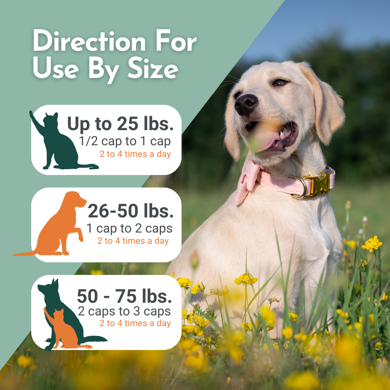 Hista Paws – with Quercetin for Dogs and Cats