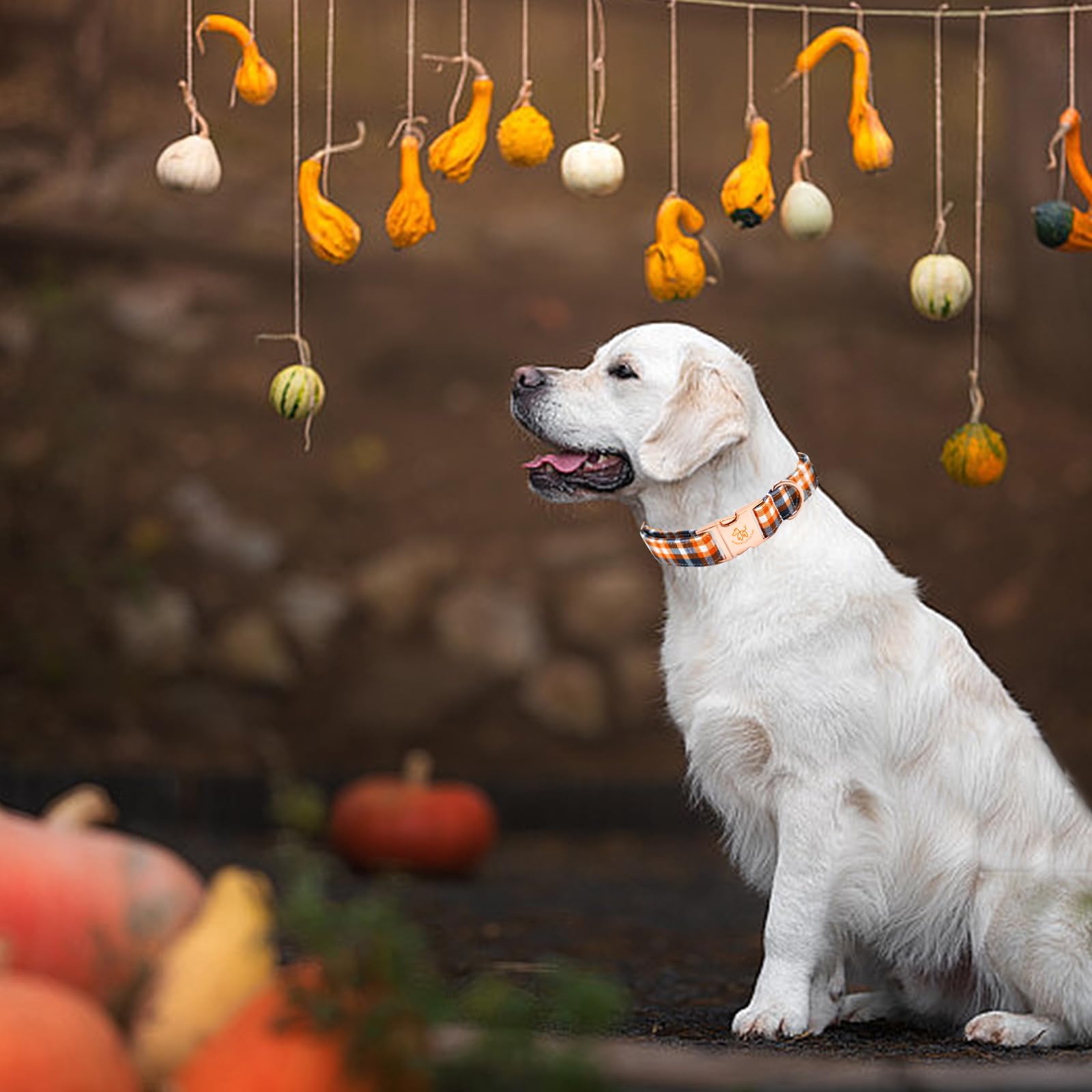 Elegant Little Tail Orange Plaid Cotton Dog Collar With Metal Buckle For Medium Dogs