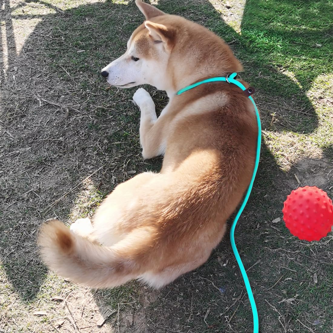 Maypaw Slip Lead Control Leash For Dogs No Pull, 13+ Colors Classic Dog Lead 7 Ft Pet Slip Leash, 1/4” Rope Leashes For Small Medium Animals (7Ft*1/4', Yellow)