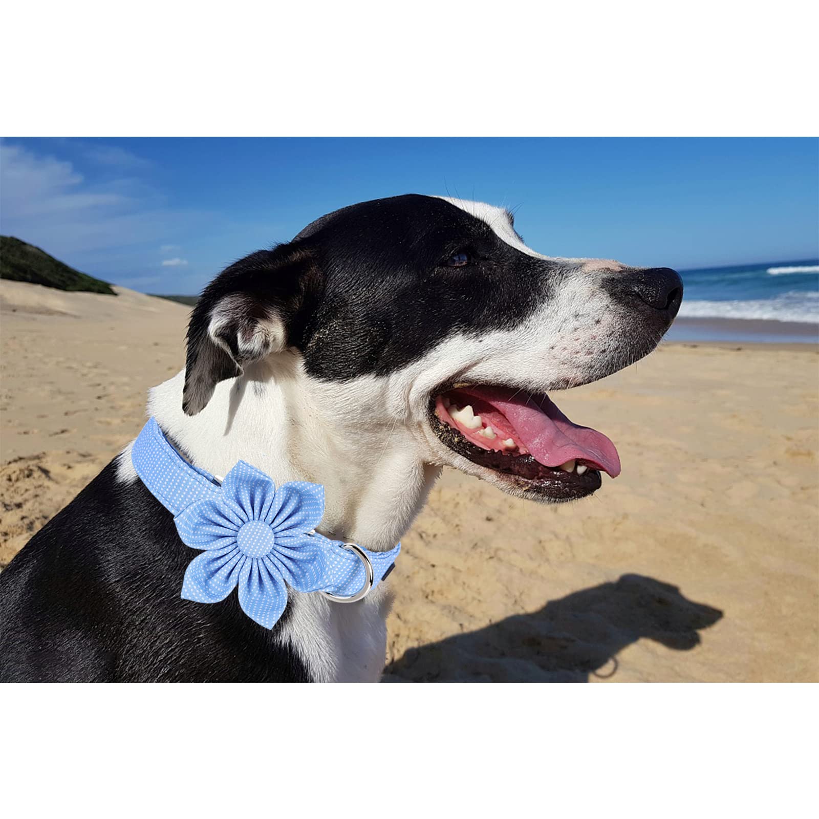 Unique Style Paws Dog Collar With Flower Tie Blue Dot Summer Dog Collar For Small Medium Large Dogs With Adjustable Metal Buckle -Xl