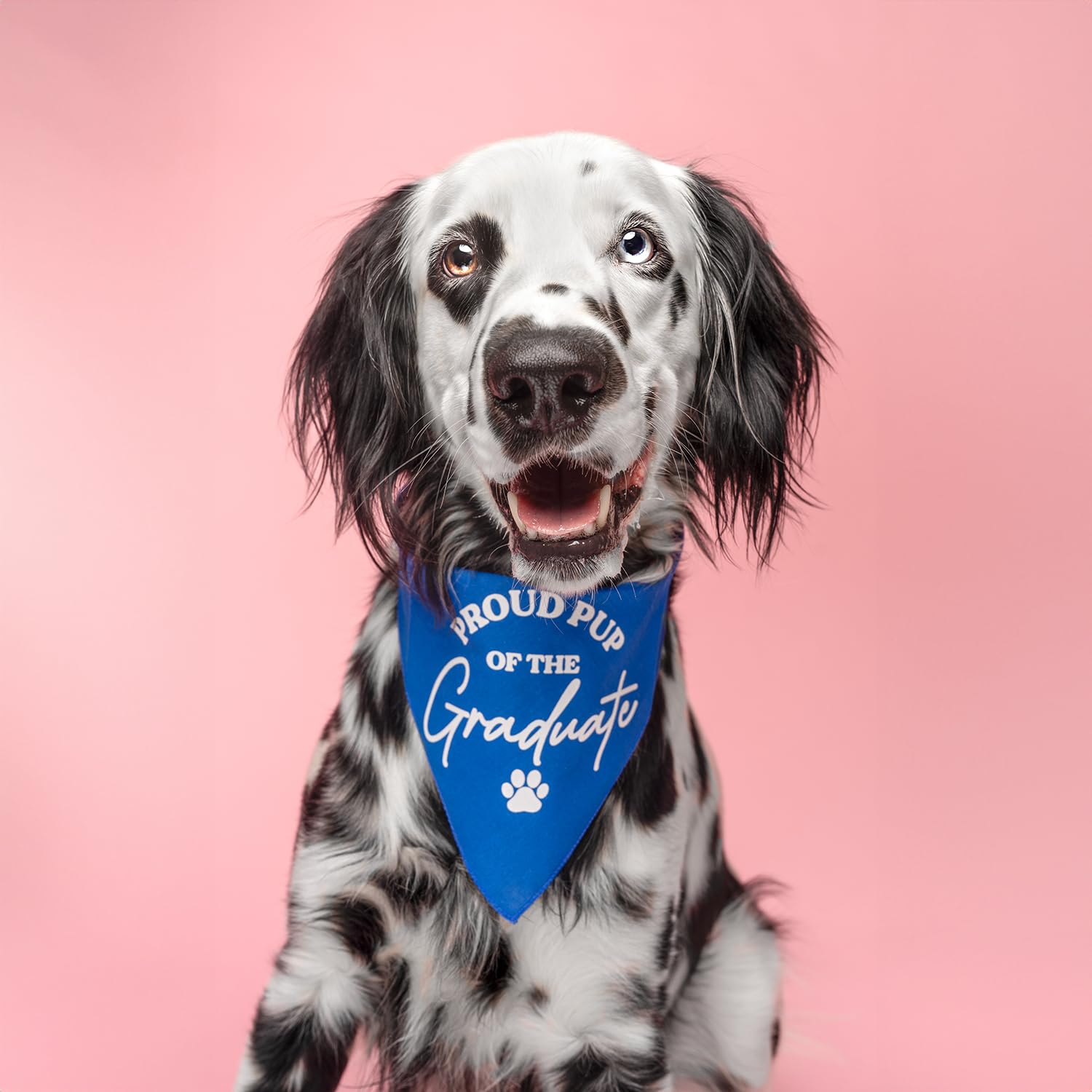 Proud Pup Of The Graduate Graduation Class Of 2024 Dog Bandana (737 Turquoise, X-Small)