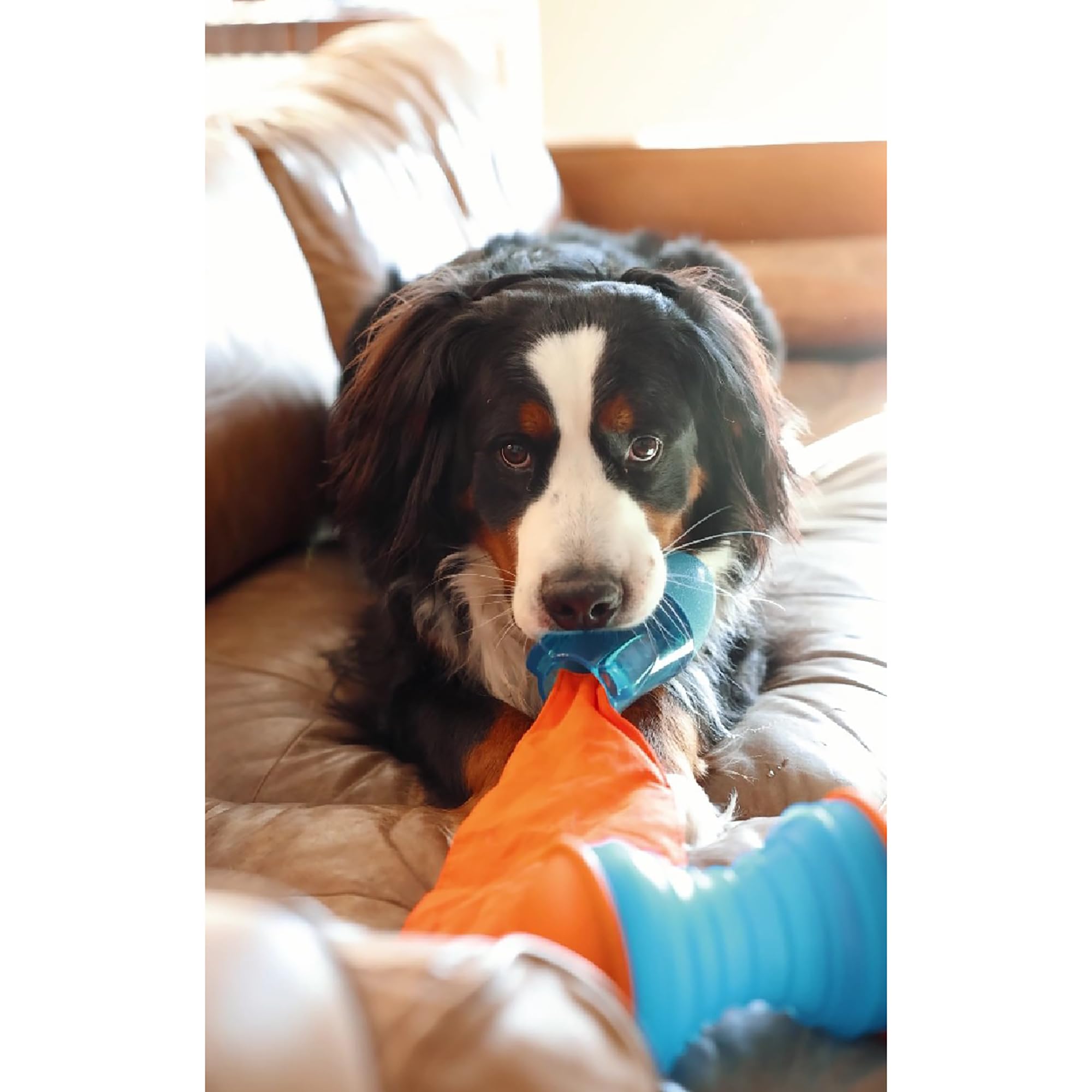 GURU Pet: Bonanza Rocket - Medium - Dog Toy, Blue & Orange, Hides & Dispenses Treats, Durable, Squeaks-Crinkles-Floats, Interact