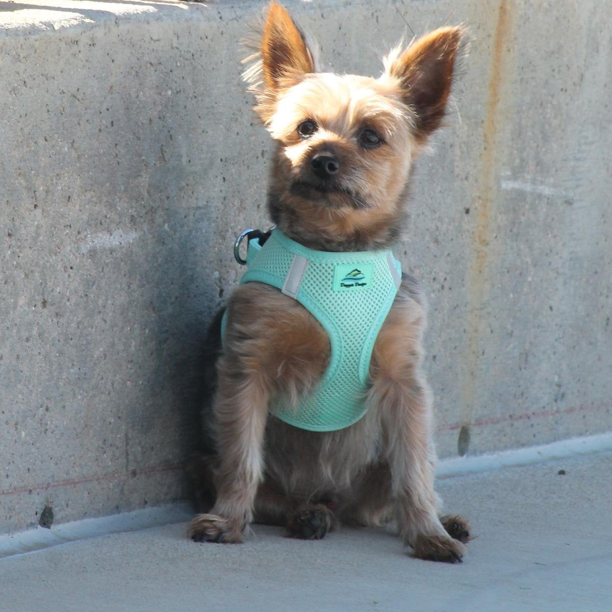 Doggie Design No Choke Dog Harness - Simple Step-In And Go Dog Vest For Small, Medium, And Large Breeds - Breathable Mesh Polyester Pet Harness - Teal - Xl