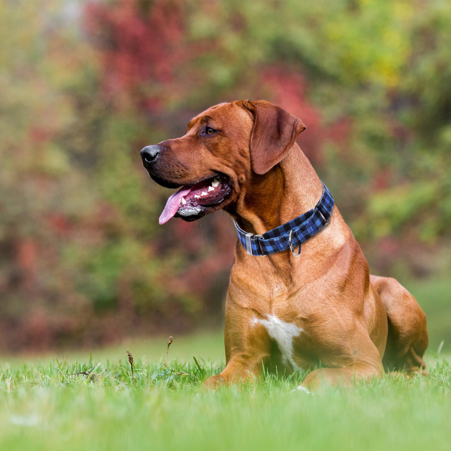 Martingale Collar For Dogs Large Medium Small, With Special Blue Plaid Design, Adjustable Premium No Slip Collar For Girl Boy Do