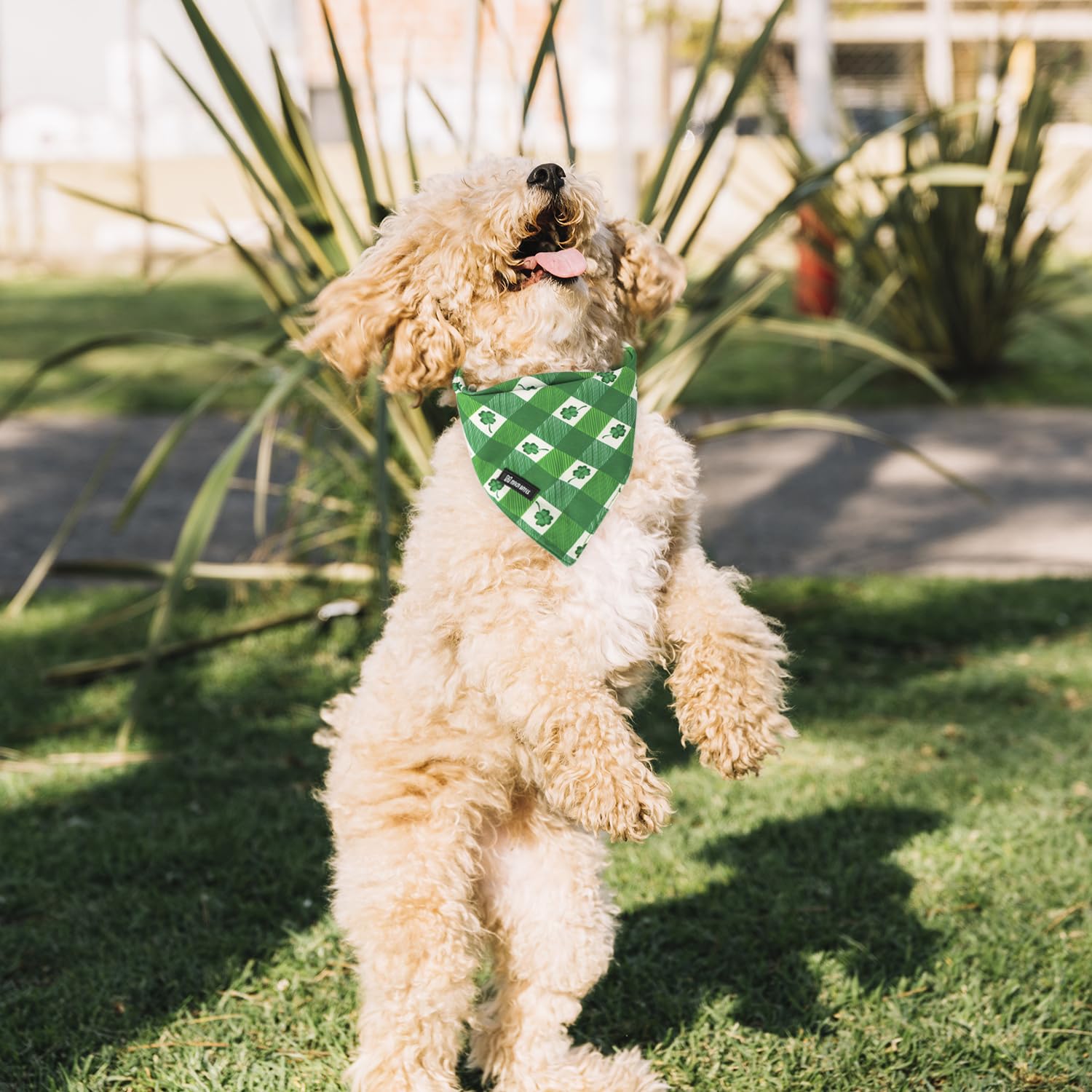 Maca Bates 2 Pack St Patricks Day Dog Irish Clover Bandana Bulk Saint Patrick'S Shamrock Spring Green Dogs Scarf Soft Puppy Band
