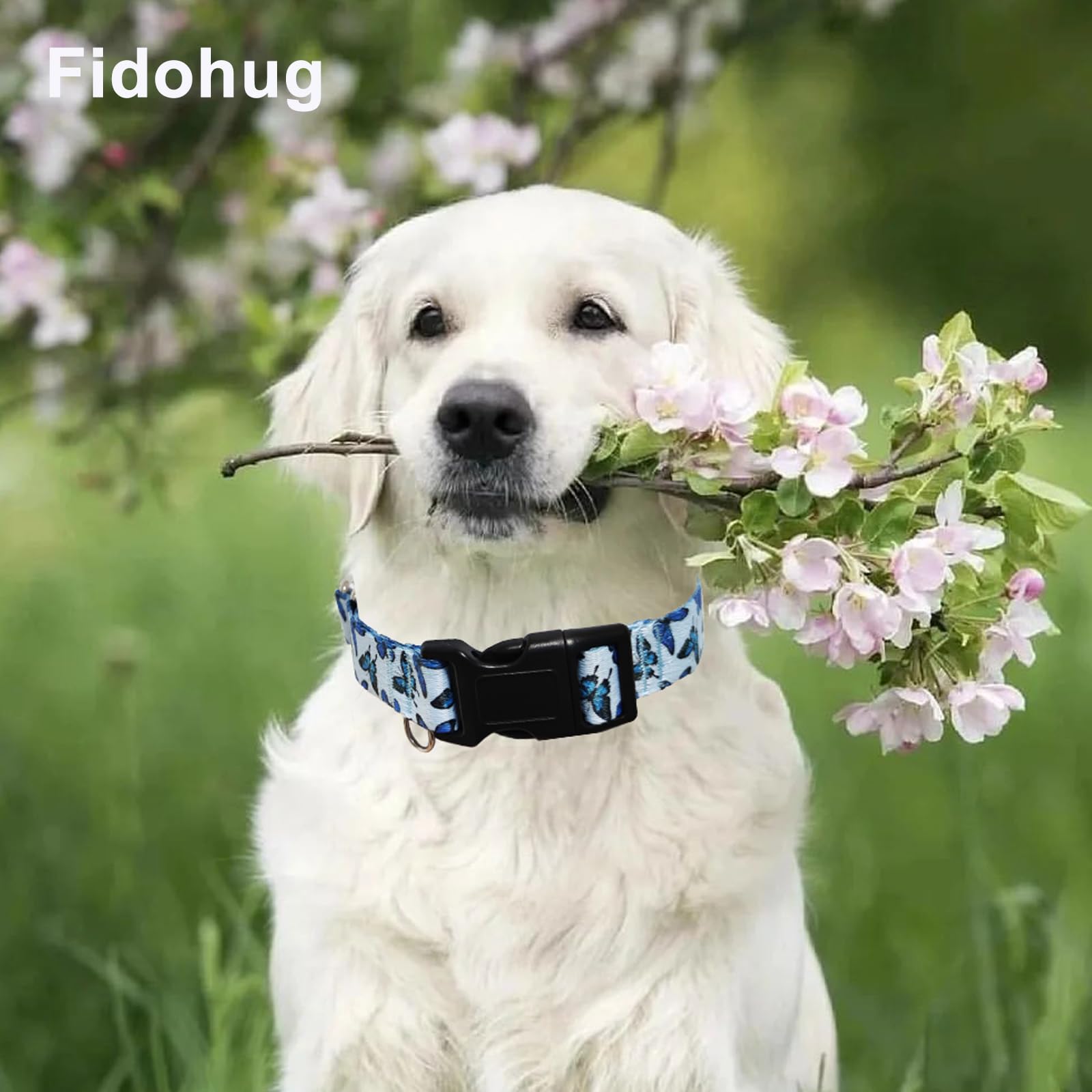 Fidohug Martingale Collar For Dogs With Buckle Cute Girl Adjustable Nylon No Pull Training Dog Collars (Blue Butterfly, Large)