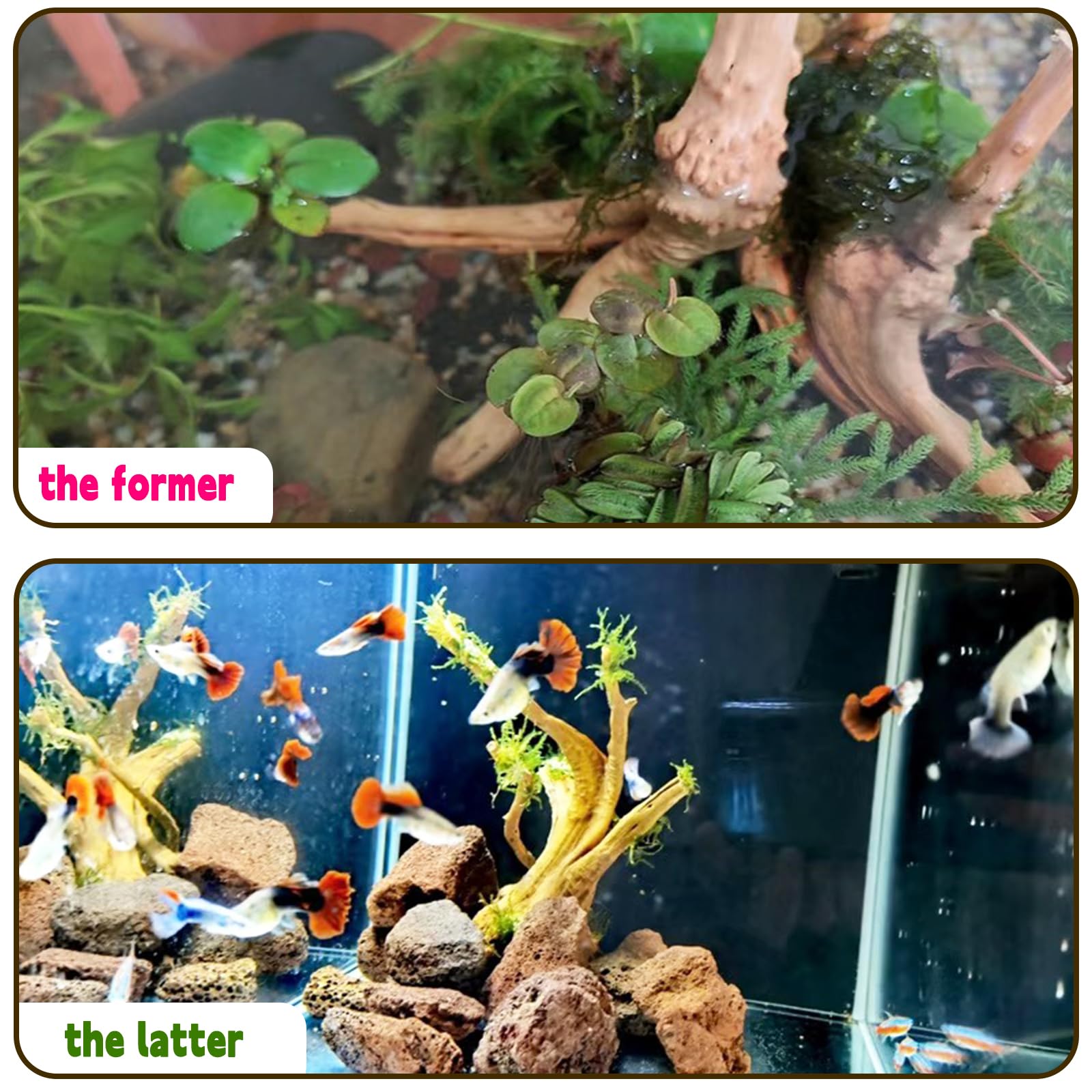 Hamiledyi 6 Pcs Aquarium Driftwood Natural Spider Wood Branches Reptiles Aquarium Fish Tank Decoration Assorted(6 Inch-8 Inch)