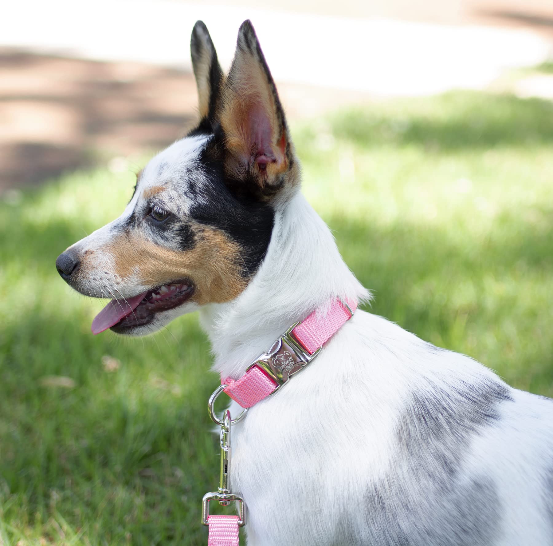 Country Brook Design - Vibrant 30+ Color Selection - Premium Nylon Dog Collar With Metal Buckle (Small, 3/4 Inch, Pink)