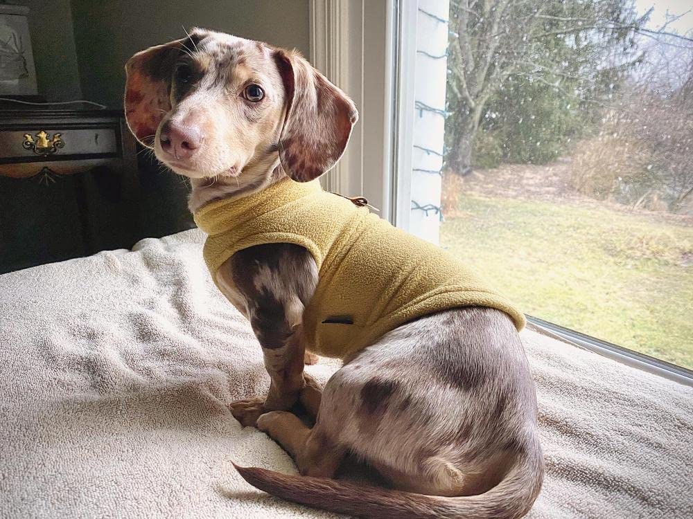 Gooby - Fleece Vest, Small Dog Pullover Fleece Jacket With Leash Ring, Honey Mustard, Large