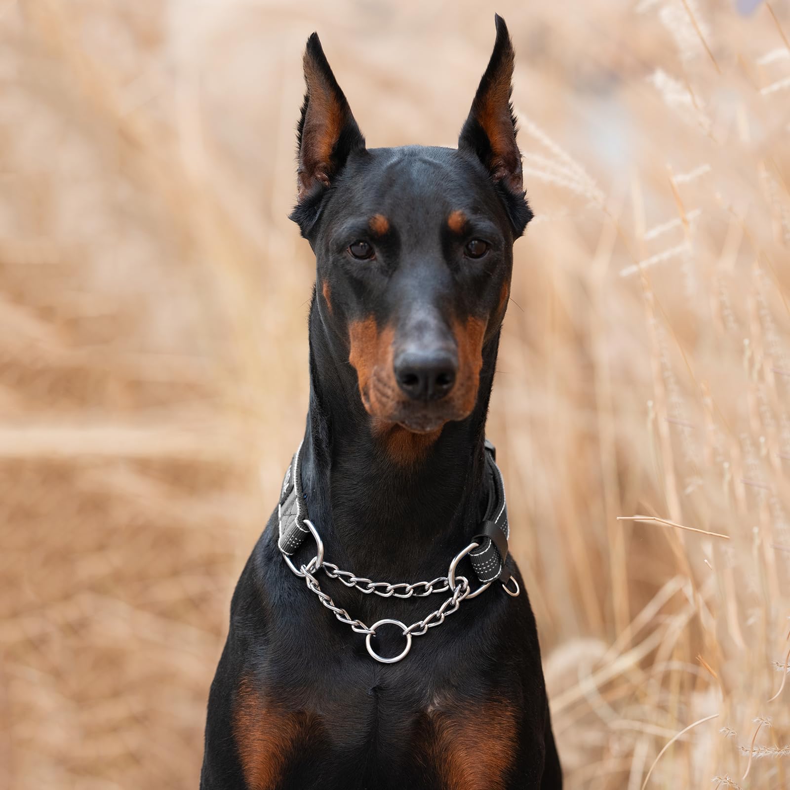 Anda Martingale Collar For Dogs, Adjustable With Reflective Stainless Steel Chain, No-Pull Escape-Proof Training Collar For Medi
