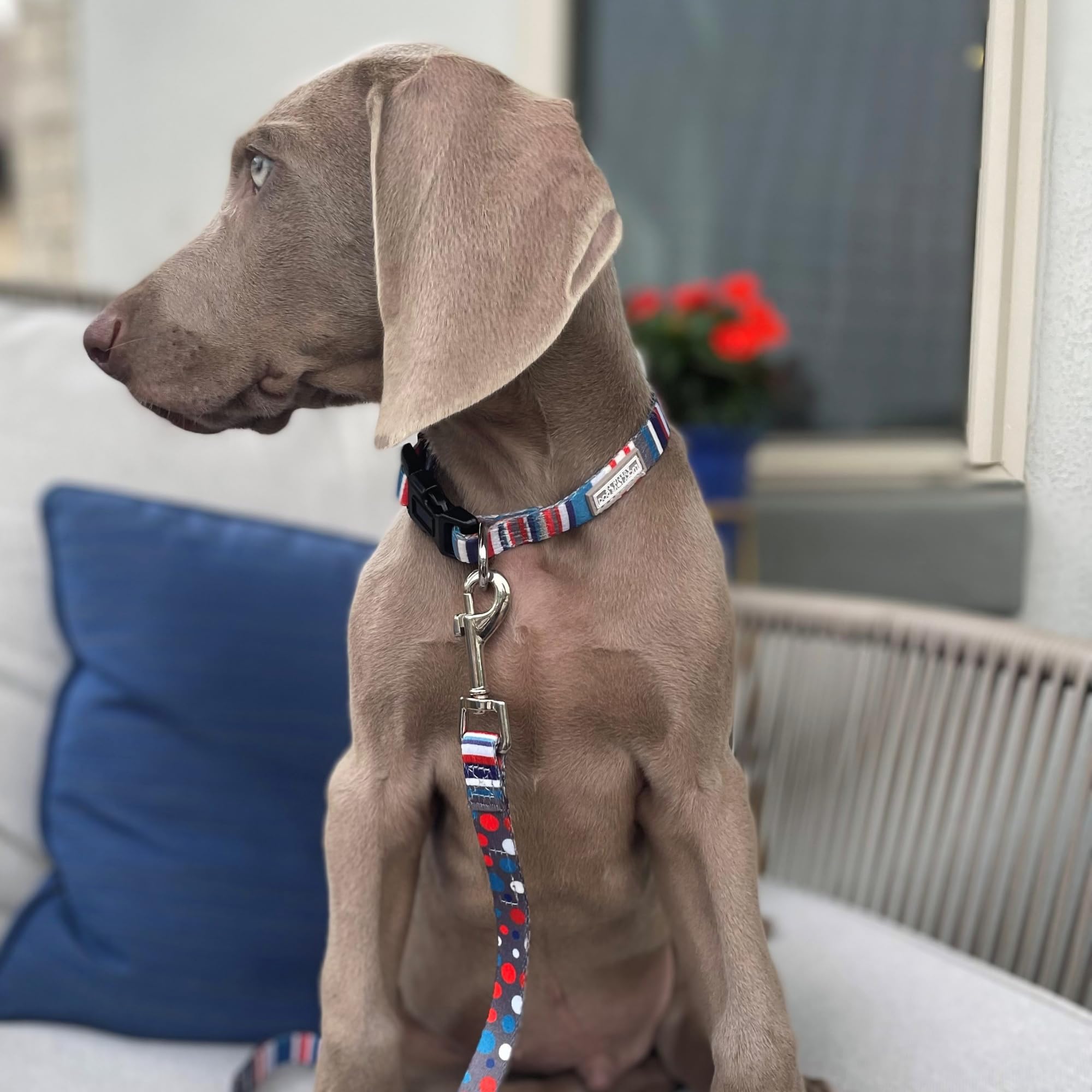 Lucky Love Nautical Polka Dot Blue Red White Striped Dog Leash - Durable & Long Lasting - Small, Linus Leash