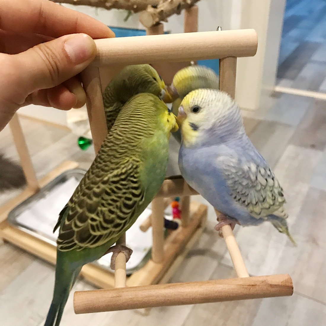 Hanze Bird Mirror With Swing Hummingbird Swing Bird Perches For Parrots Stand Wooden Swing Toy For Macaws Lovebird Cockatoo Para