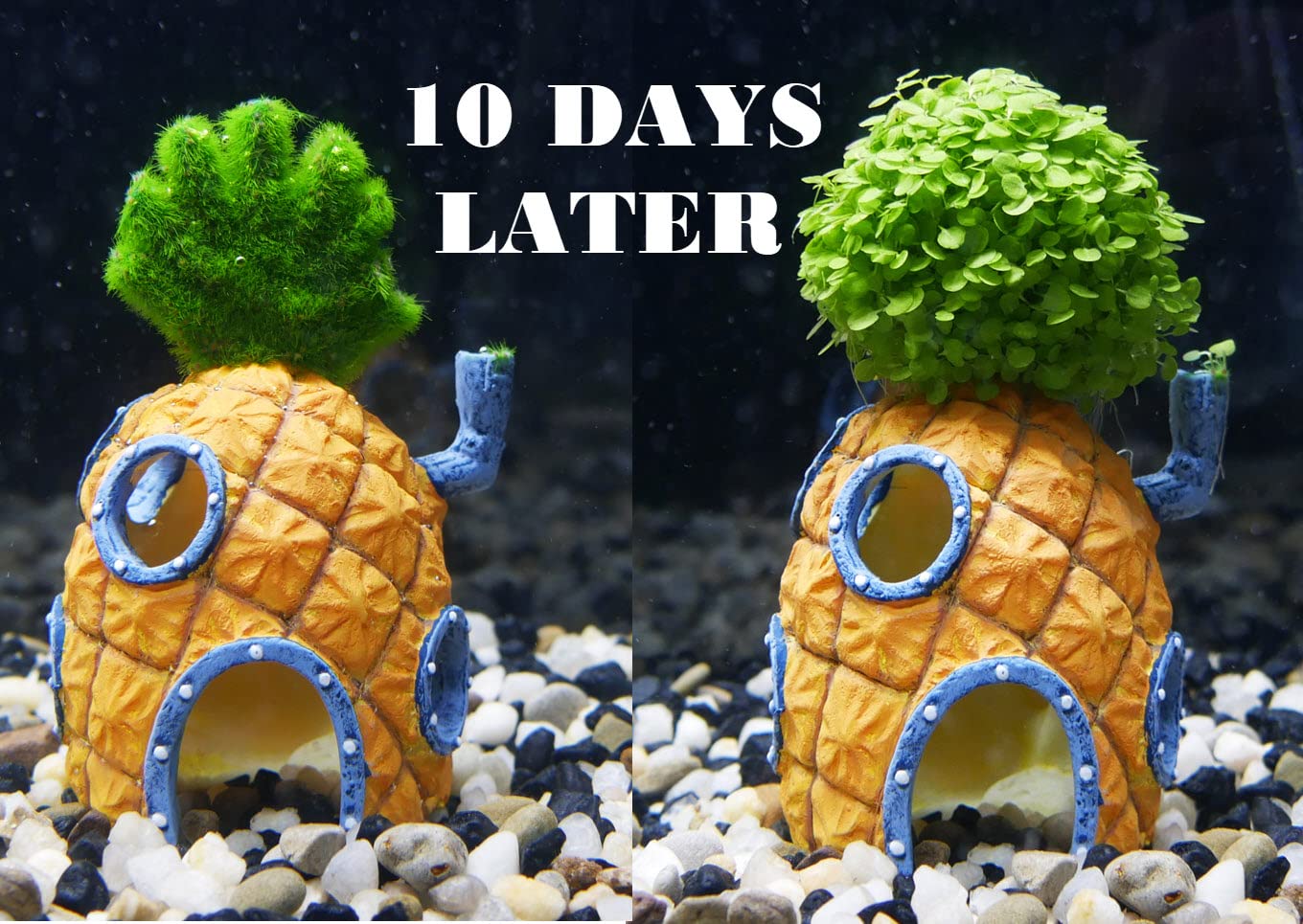 Penn-Plax Spongebob Squarepants Aqua-Flora Living Aquarium Decoration With Embedded Glosso Plant Seeds – Spongebob’S Pineapple House