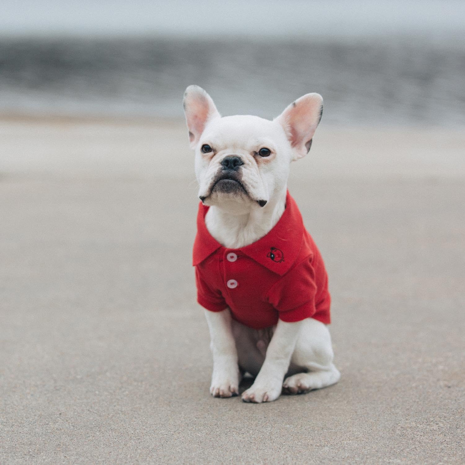 Doggie Design Solid Dog Polo Shirt (Flame Scarlet Red, Xl)