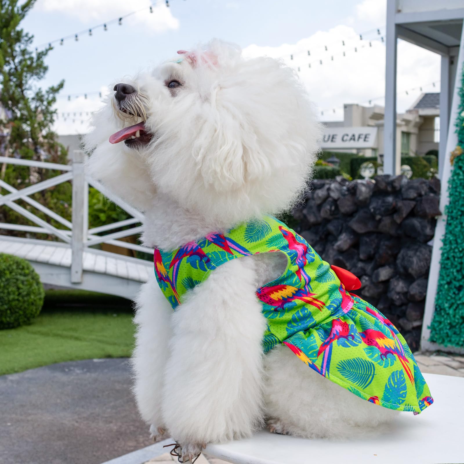 Cutebone Dog Mesh Dress Puppy Sundress Pet Outfit Summer Fashion For Small Dogs Girl Cat Clothes Bf24Xxs
