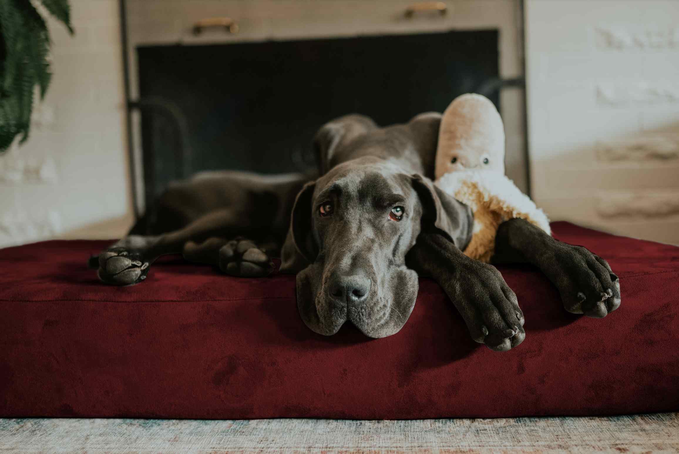 Barker Beds Sleek Giant Dog Bed (Giant, Burgundy) - 7'' Thick Soft & Comfortable Orthopedic Cushion - Big Dog Bed - Durable & Wa