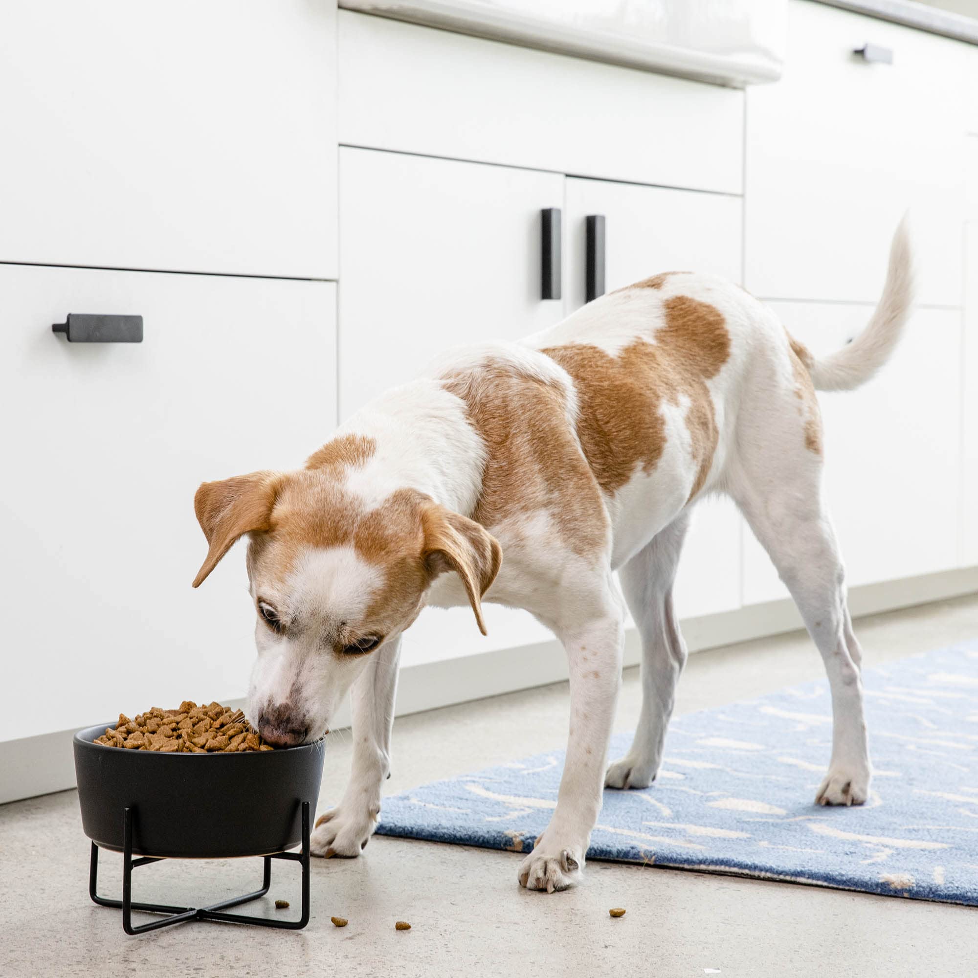 Waggo Simple Solid Dog Bowl And Dog Bowl Stand - Single Iron Stand With Single Ceramic Feeder Or Water Bowl (Medium, Matte White)