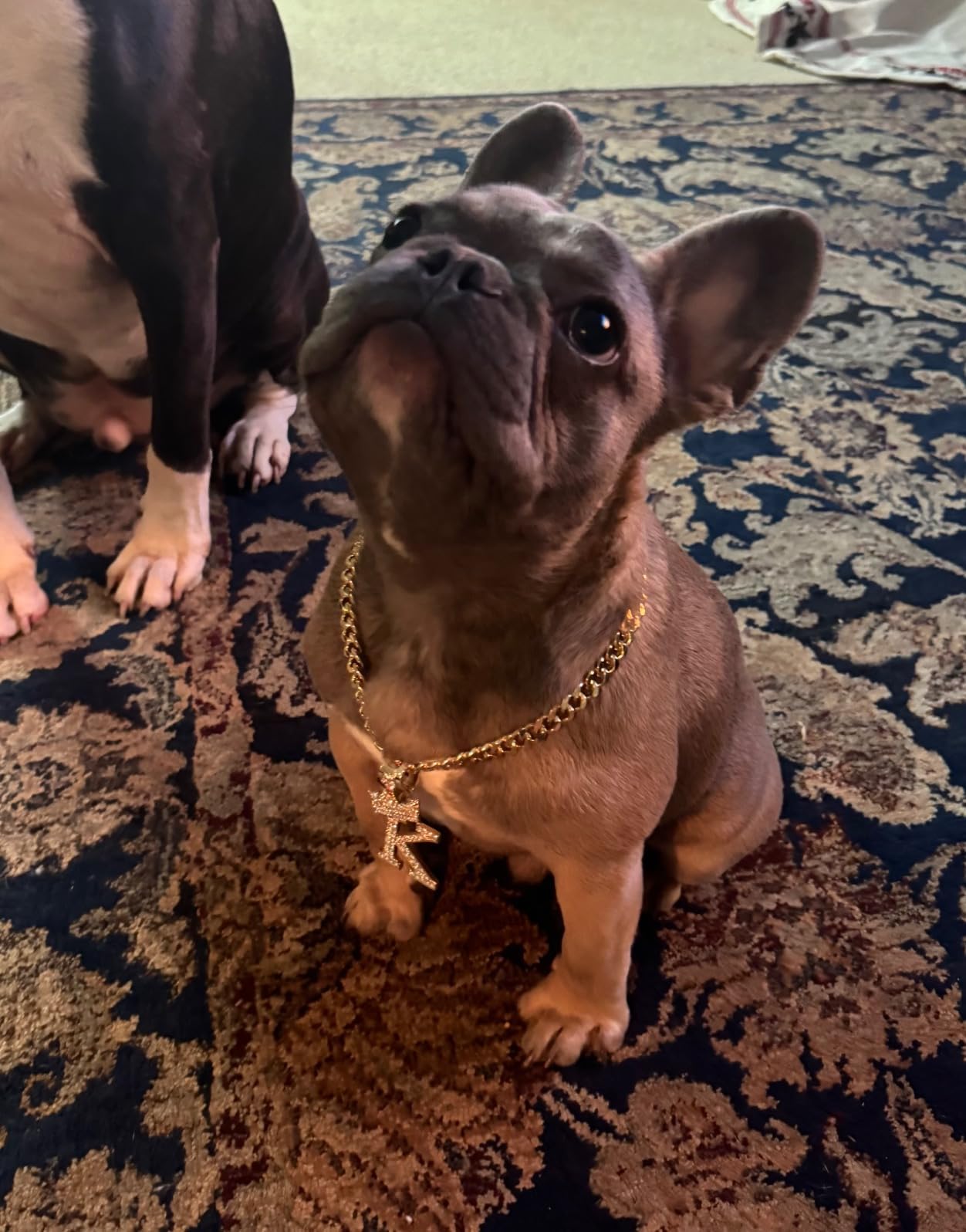 Initial Letter Cuban Chain Dog Chain Pet Chain Pet, Cat, Puppy Necklace (K, 14'')