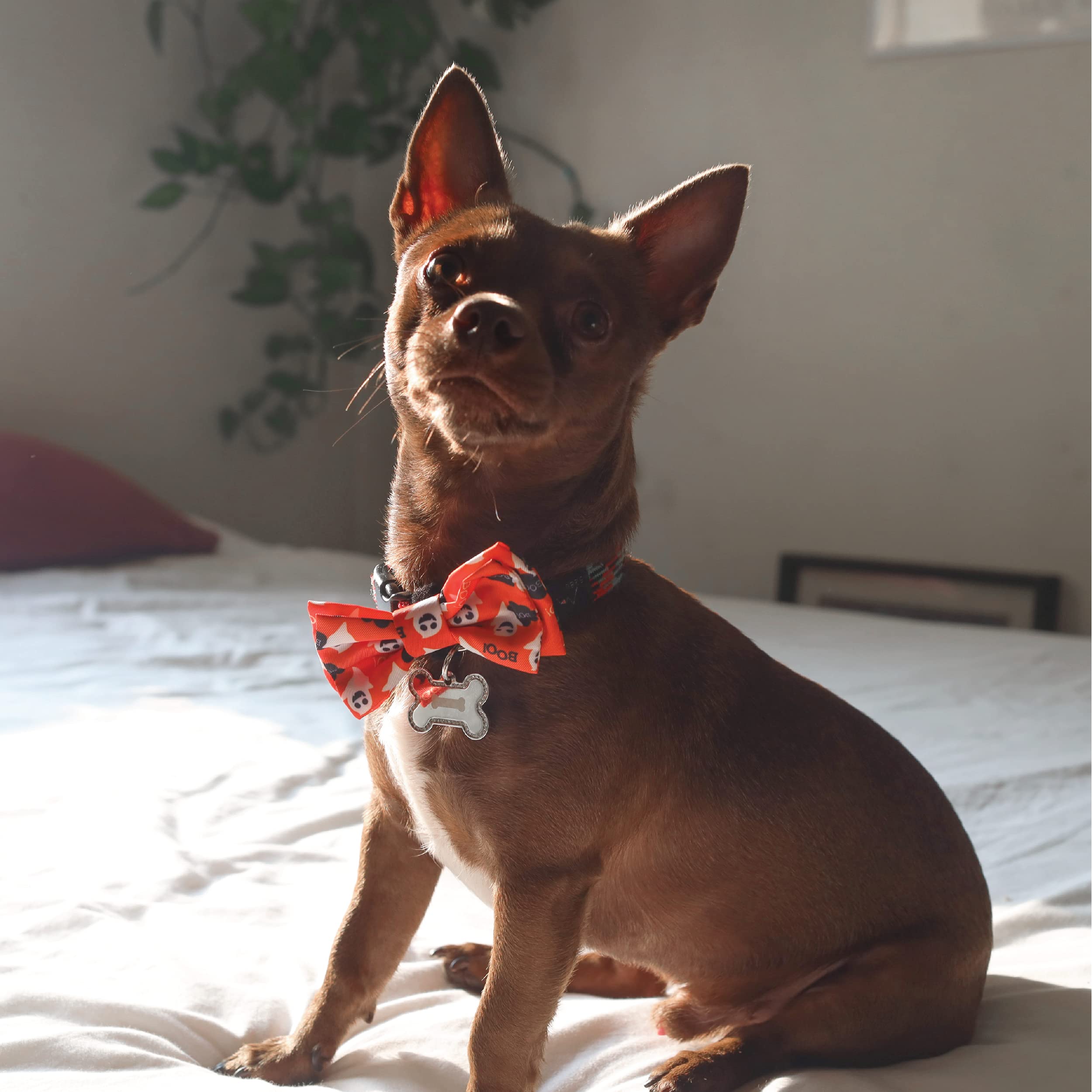 Huxley & Kent Bow Tie For Pets | Ghostbusters (Large) | Halloween Bow Tie Collar Attachment | Fun Bow Ties For Dogs & Cats | Cute, Comfortable, And Durable | H&K Bow Tie
