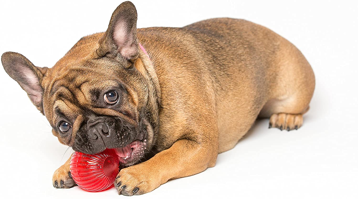 Pet Qwerks Blinky Babble Ball - Flashing Interactive Dog Toy - Small - Red - Rubber - Model BLBB3