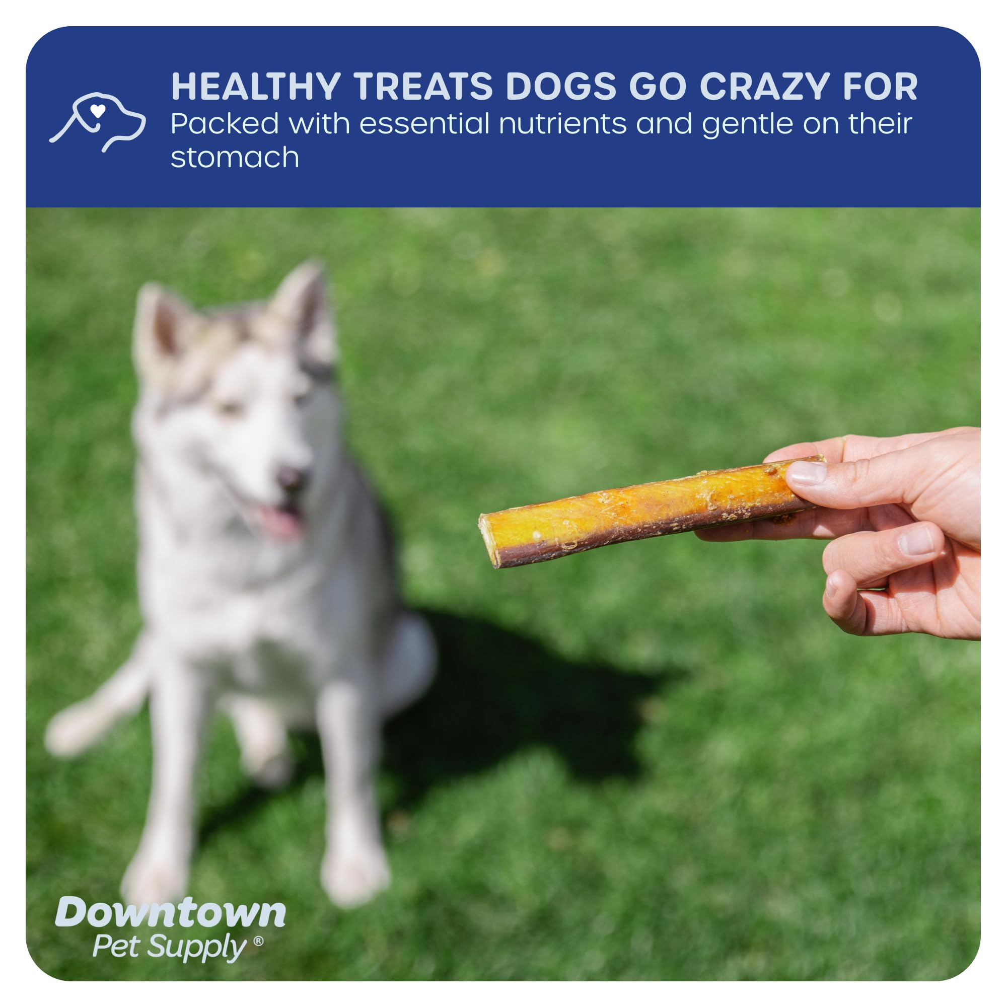 Downtown Pet Supply USA-Made 12, 1 Lb. Jumbo Bully Sticks for Large Dogs - Rawhide Free Dog Chews Long Lasting and Non-Splinteri