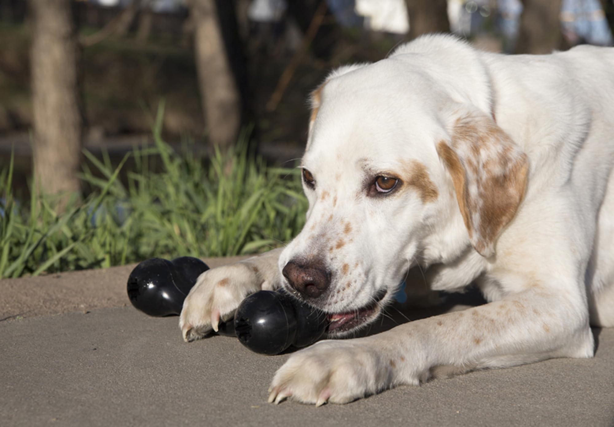 KONG - Extreme Goodie Bone - KONGs Most Durable Natural Rubber Dog Bone for Power Chewers - Black - For Large Dogs