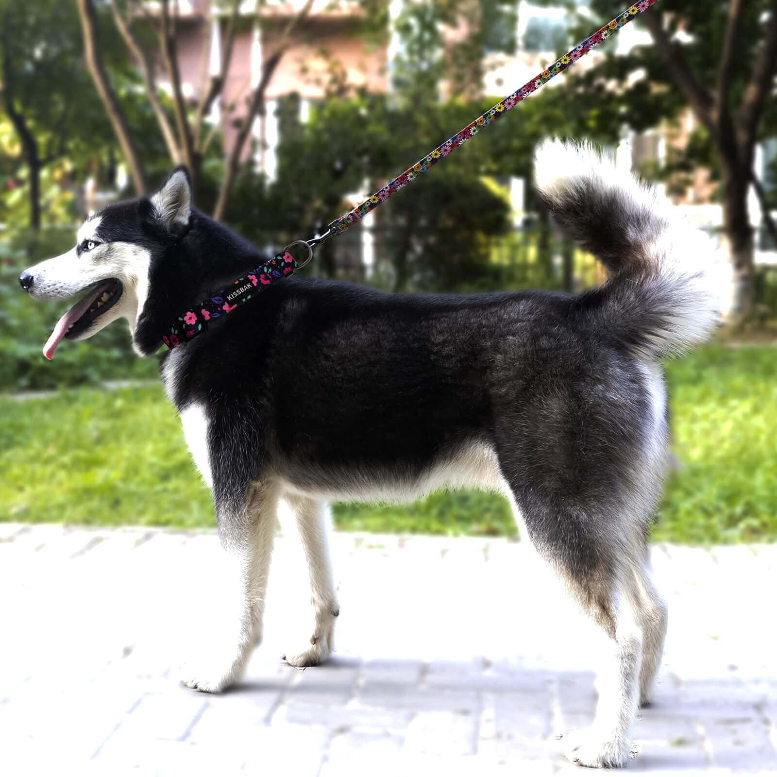 KISSBAK Dog Collar for Small Dogs, Soft Adjustable Floral Polyester, S Size, Model DCQ2101