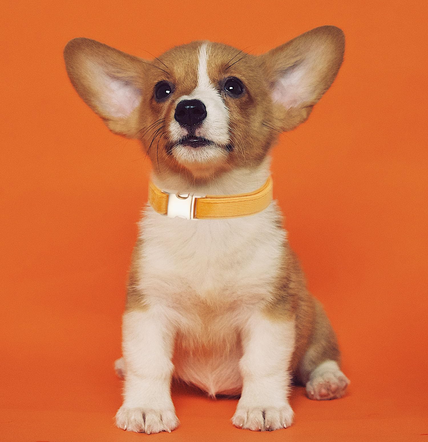 YUDOTE Soft Cotton Dog Collar with Metal Buckle Adjustable Heavy Duty Comfy Corduroy Collars for Small Medium Large Dogs,Orange,