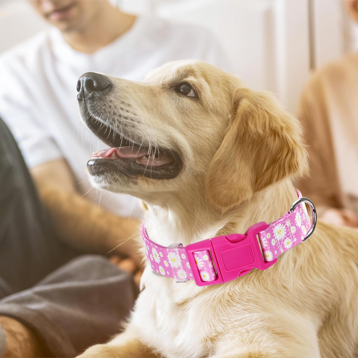 Pink Dog Collars For Puppy Small Dogs, Cute Girl Dog Collar With Daisy Flowers Pattern, Adjustable Heavy Duty Pet Collar With Sa