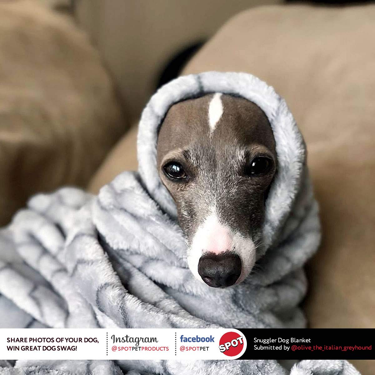 Spot Snuggler Bones Blanket - Ultra Soft, Machine Washable Dog Blanket For Beds, Furniture Protection, Travel, And Crates - 40 X 60 Inch, Grey Fleece Throw With Bone Print Design