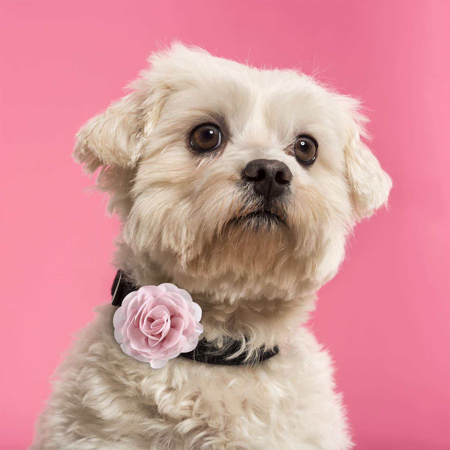 Leinuosen 20 Pcs Flower For Dog Collar Flowers Collars Pet Collar Flowers Multi Color Dog Charms Flower Pet Flower Bow Tie For Cat Puppy Dog Collar Grooming Accessories
