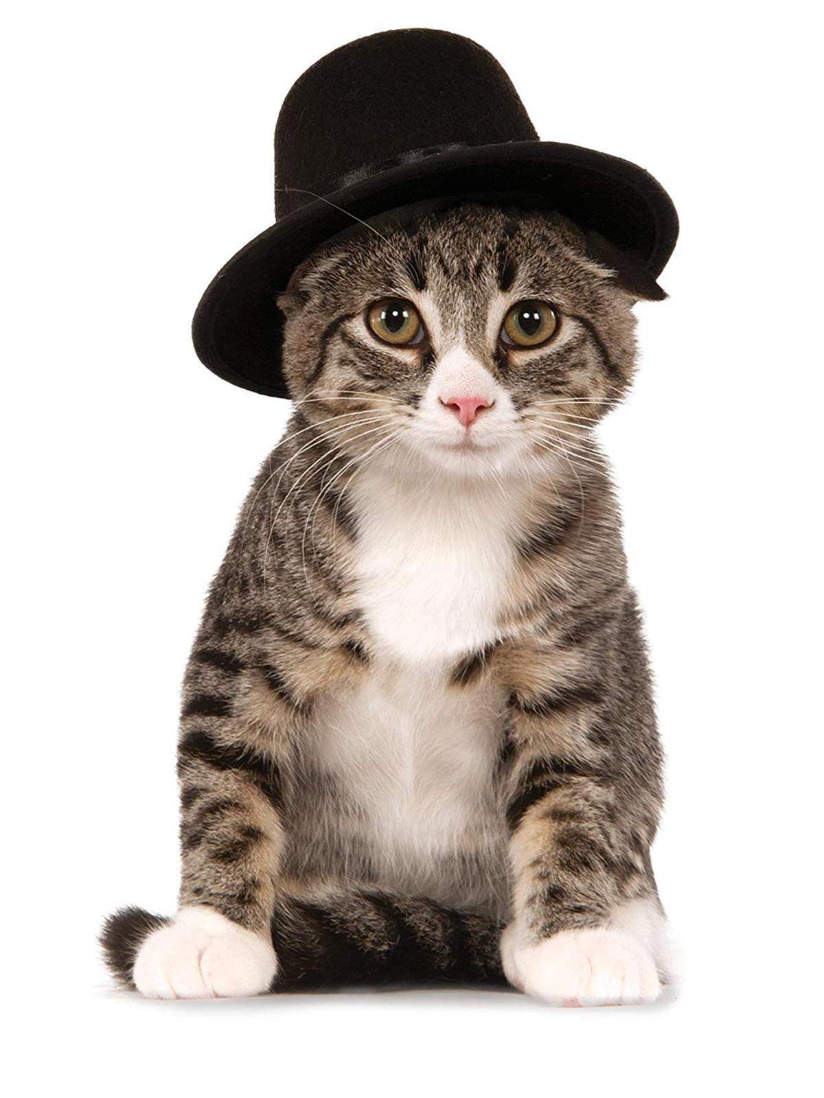 Rubie'S Top Hat For Your Pet, Medium/Large Multicolor