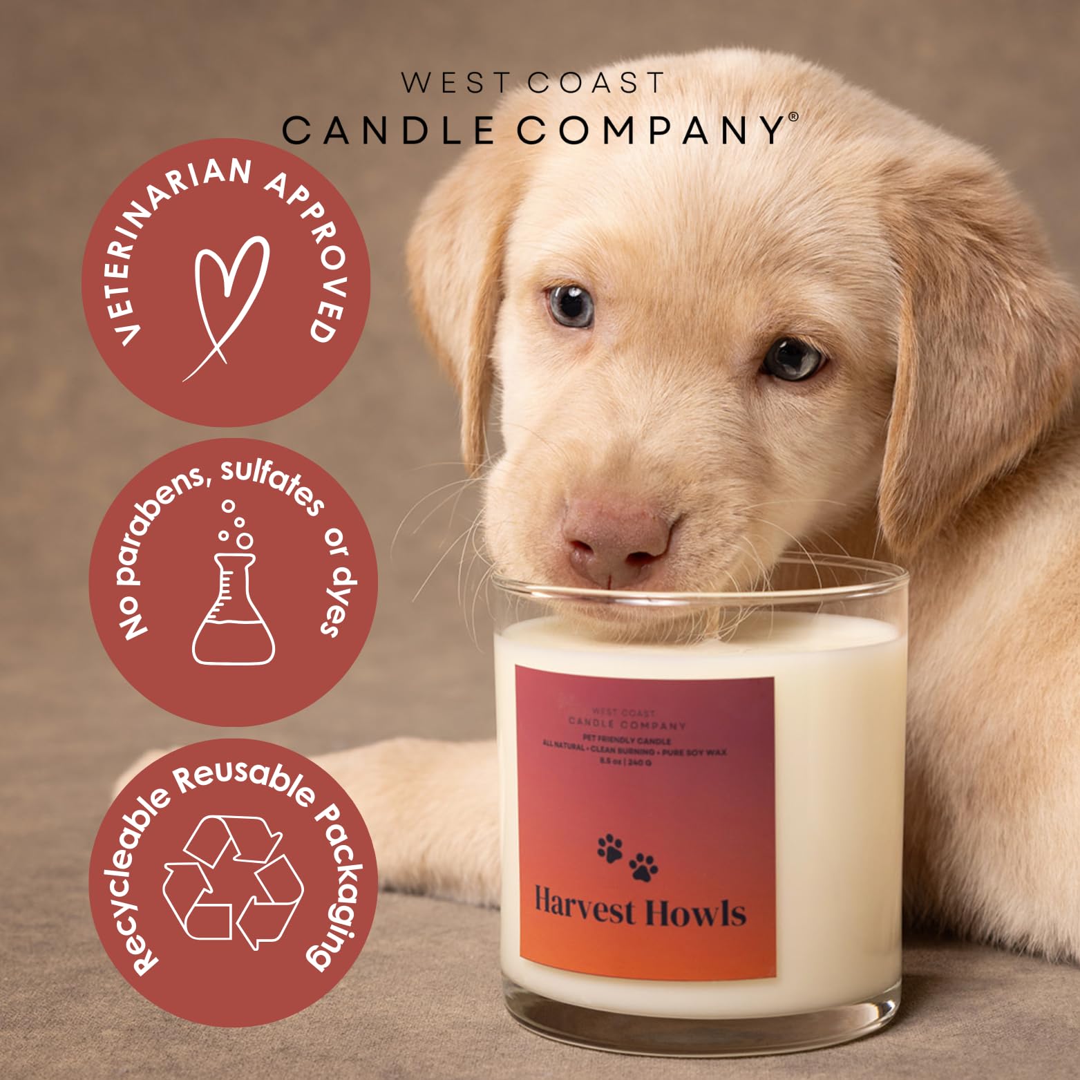 Pure Soy Wax Melts | Pet & Dog Safe | Odor Eliminator (Gingerbread)