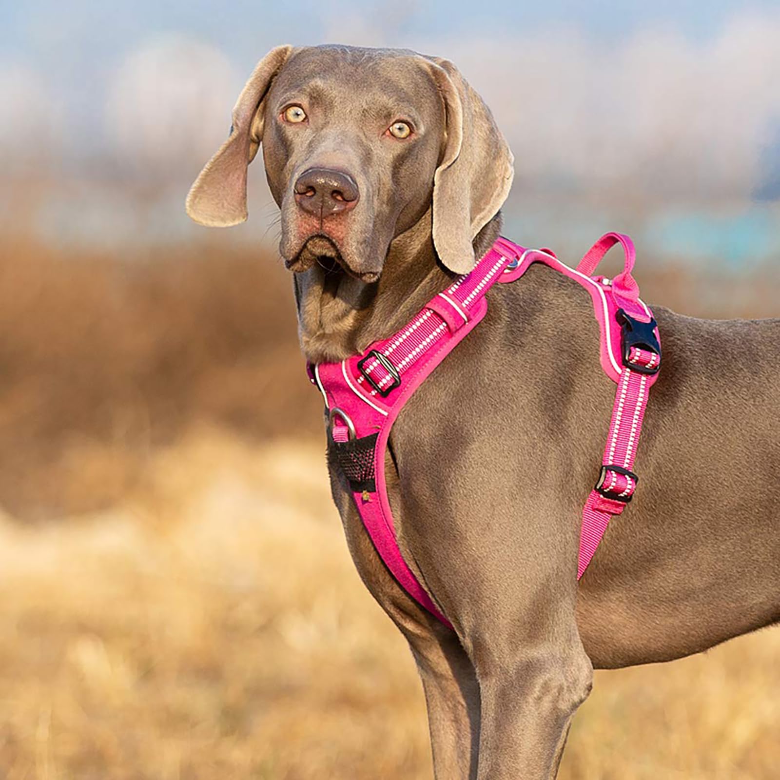 True Love Dog Harness No Pull Nylon Reflective Pet Harness Adjustable Comfortable Control Step-In Brilliant Colors Truelove Tlh56512 Fuchsia