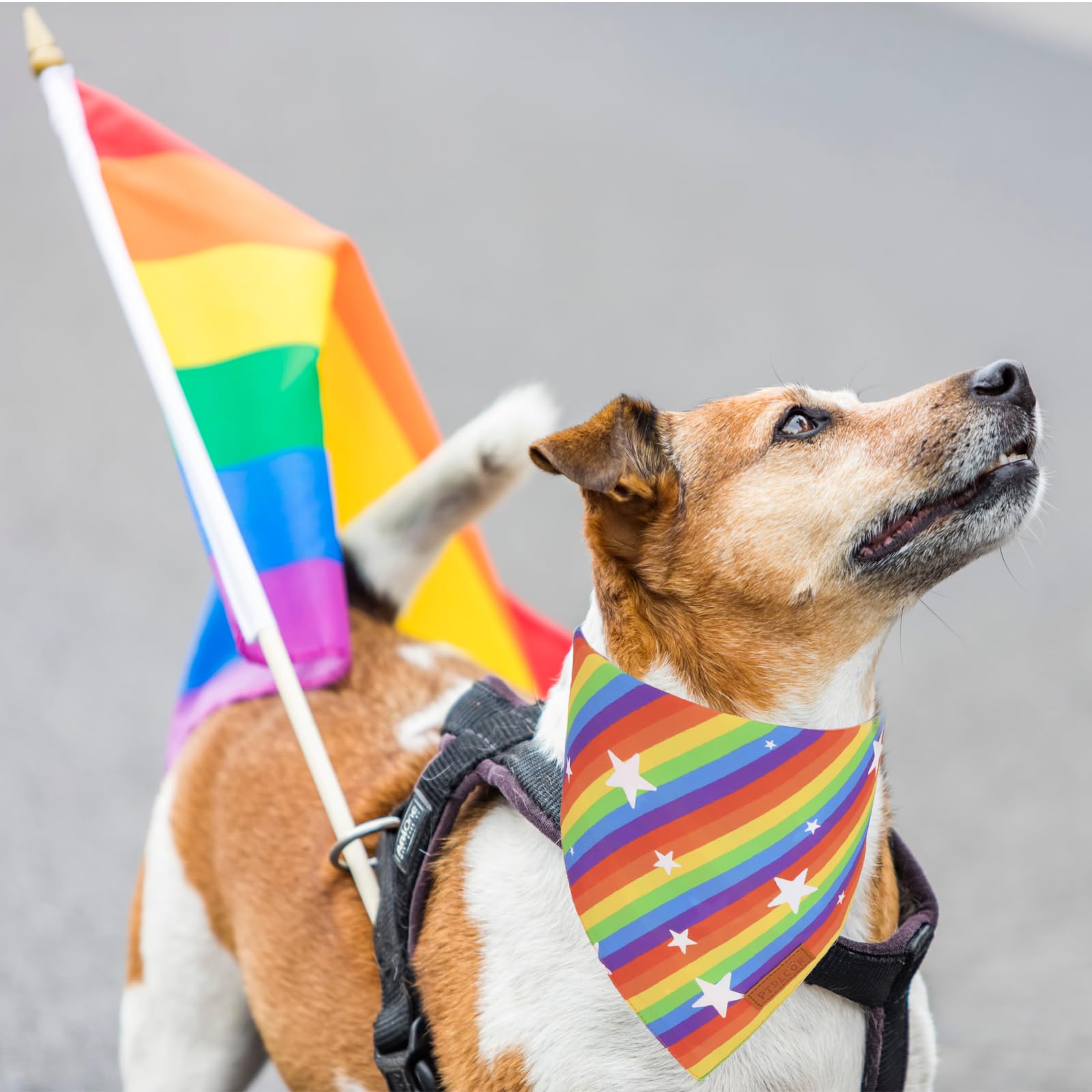 Ptdecor Rainbow Dog Bandanas Pride Day, Multi Size,Love Is Love    Pet Scarf Reversible Triangle Lgbt+ Rainbow Bandanas For Larg