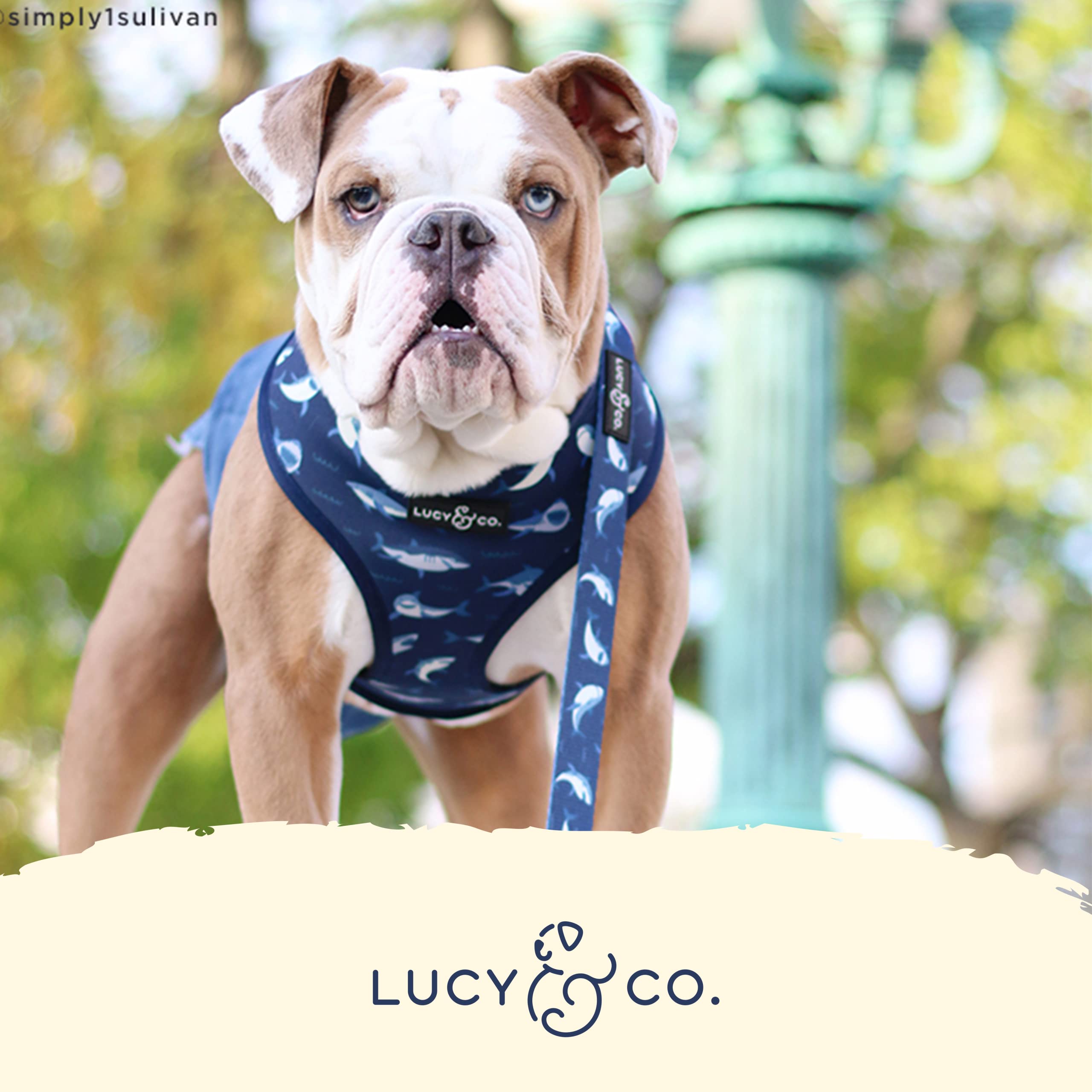 Lucy & Co. Shark Attack, Reversible Dog Harness Walking Halter - Harnesses for Small Medium Large XL Dogs - Padded Adjustable -