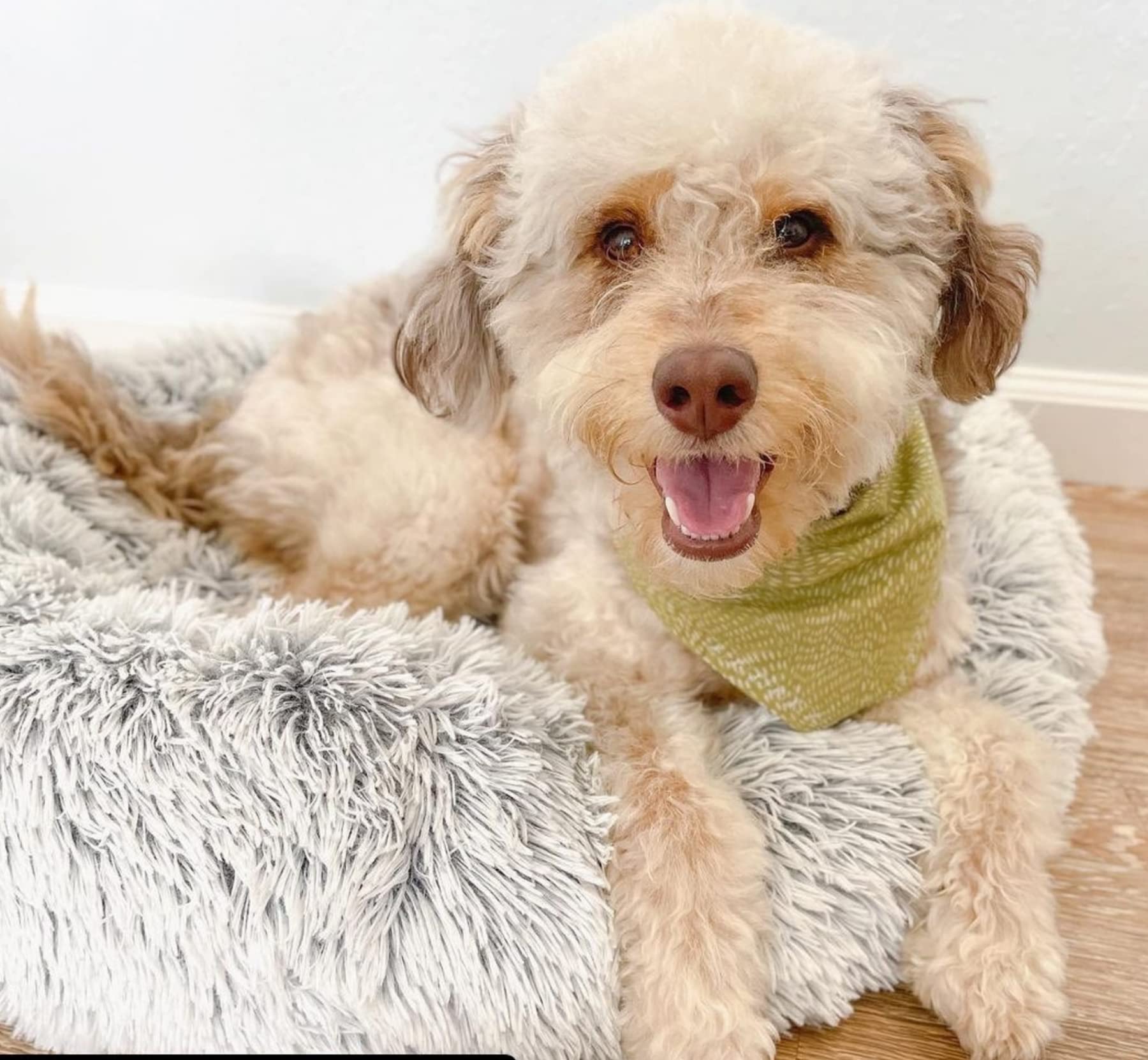Mr. Peanut's OrthoPlush Pet Bed
