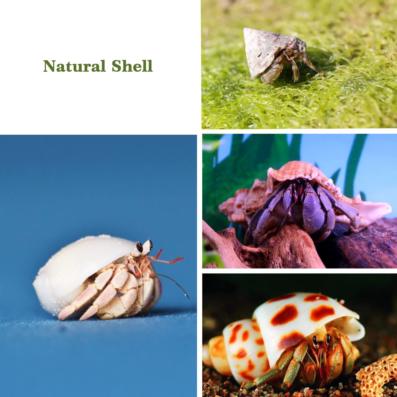 Lucky Baby 15+Pcs Hermit Crab Shells Small To Medium Sea Conch Size 1/4-1 1/2 Inches Natural Growth Turbo Seashells Conch For Small Hermit Crab Turbo Shells