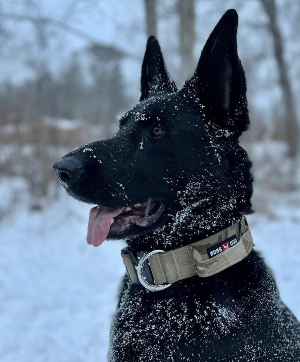 Boss Dog Tactical Collar, Tan Camo, Small