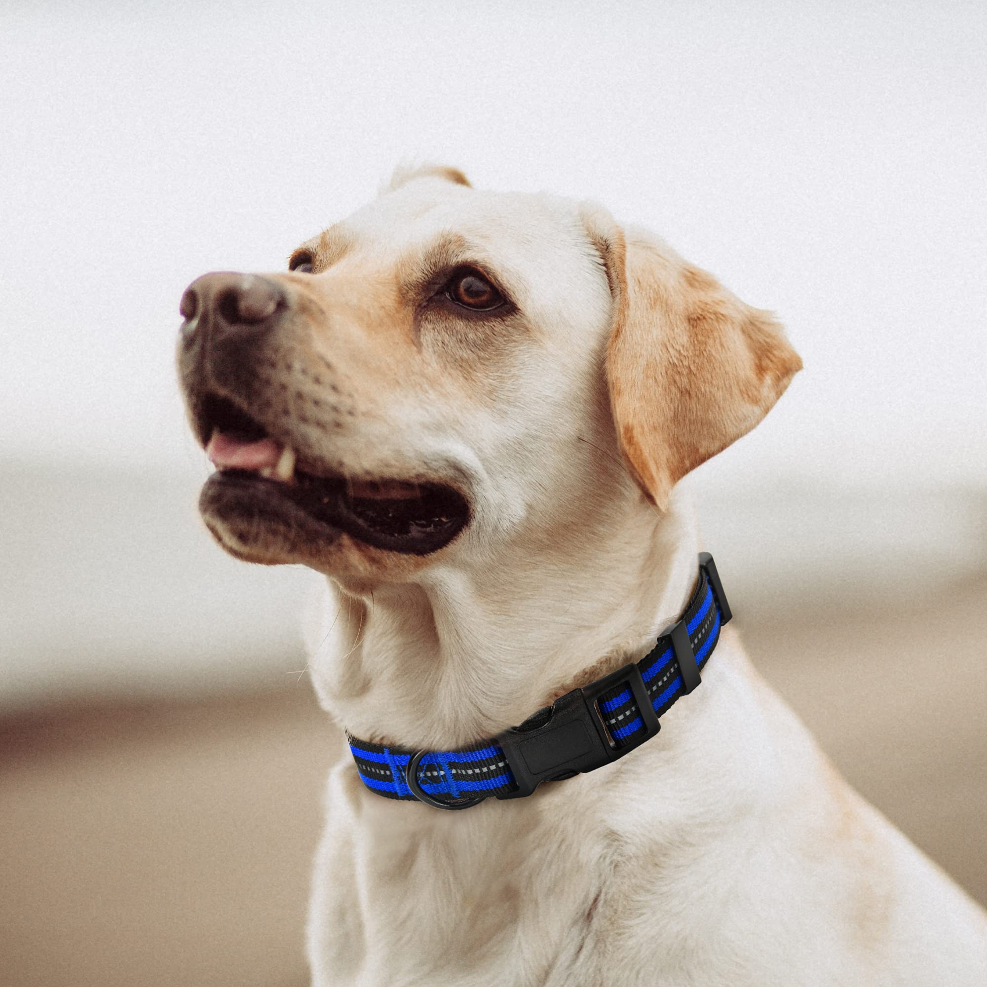 Mile High Life Reflective Dog Collar | Nylon Pet Collars Wiith Buckle | Light Weight Puppy Collars | Blue Dog Collars For Small