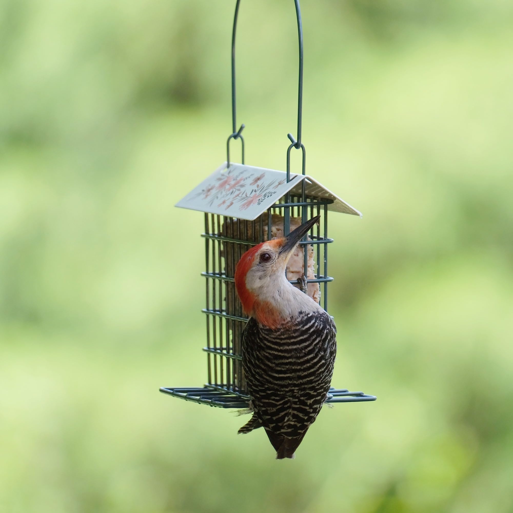 Wild Wings Decorative Metal Suet Cage Feeder for Outdoor D  cor Wild Bird Feeders, 1 Suet Cake Capacity, Hanging Suet Feeder, Bl