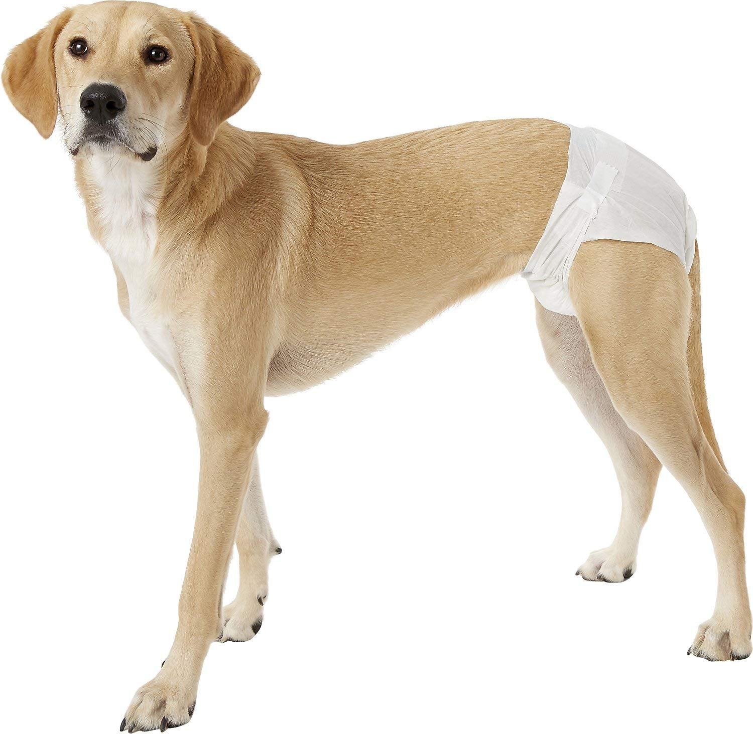 Dogit Disposable Diapers, Large, 12-Pack