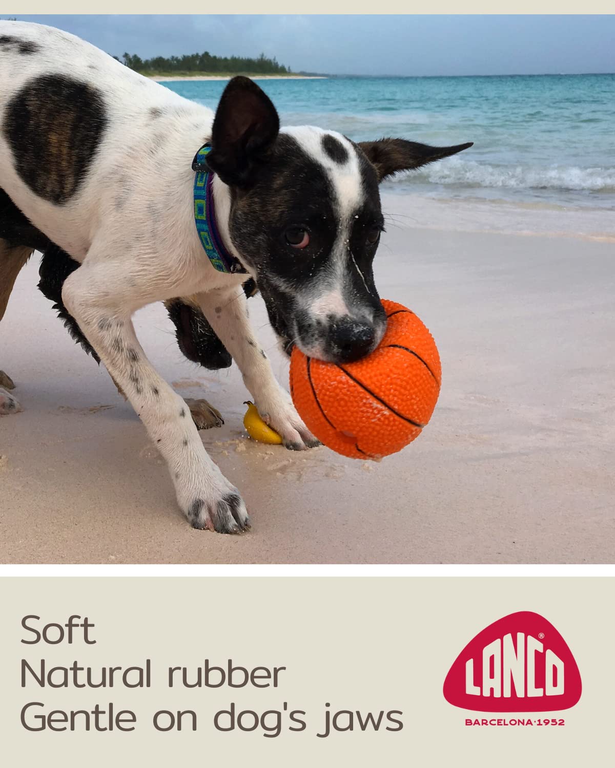 Basketball - Soft, Squeaky Dog Toy - Natural Rubber (Latex) - For Medium & Large Breeds - 3.5' Diameter - Bouncy - Free From Harmful Chemicals- Handpainted - Indoor Play