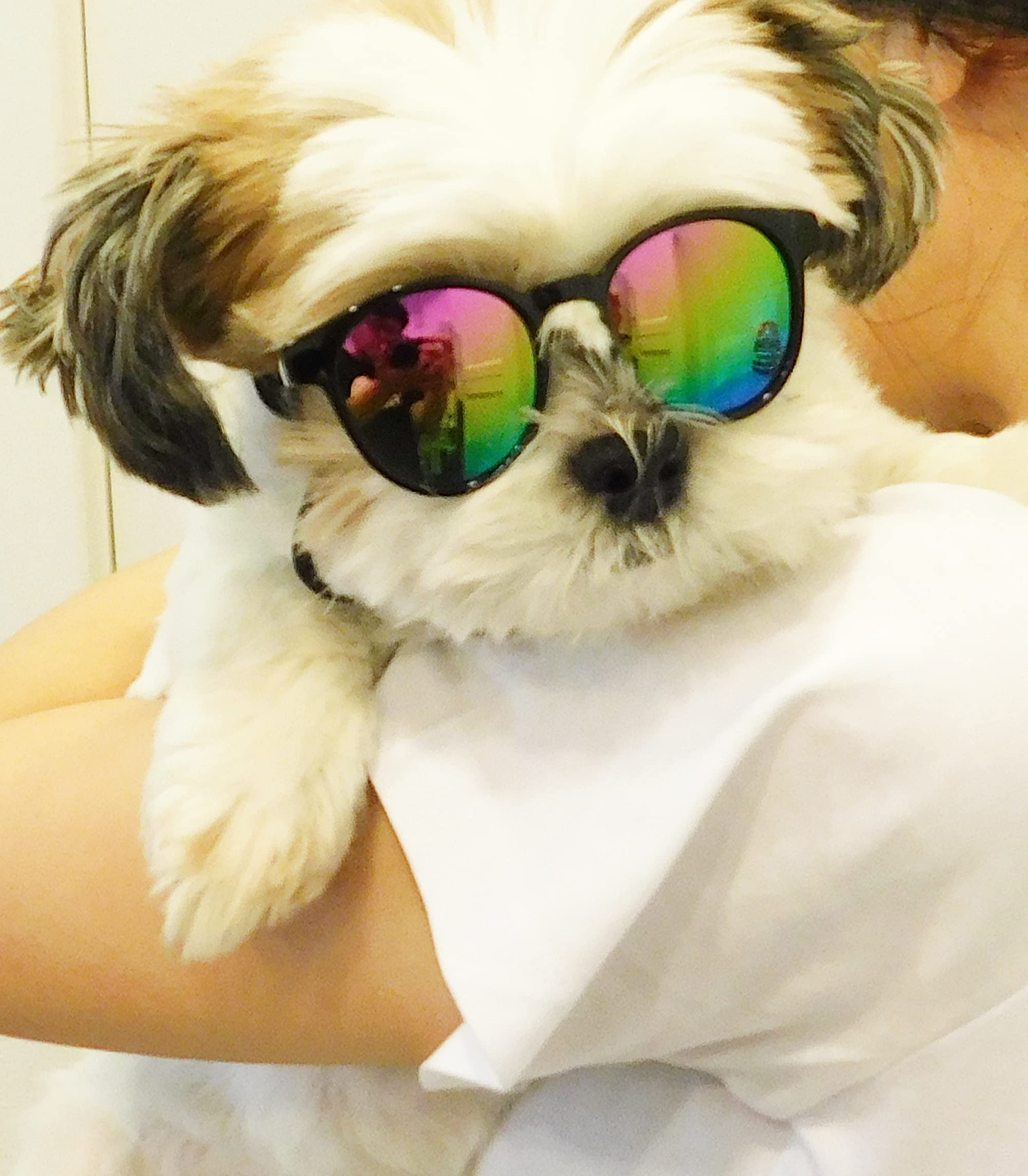 G014 Dog Cat Pet Panto Round Sunglasses Up To 15Lbs (2-Pack Panto Black + Panto Black-Rainbow Mirror)