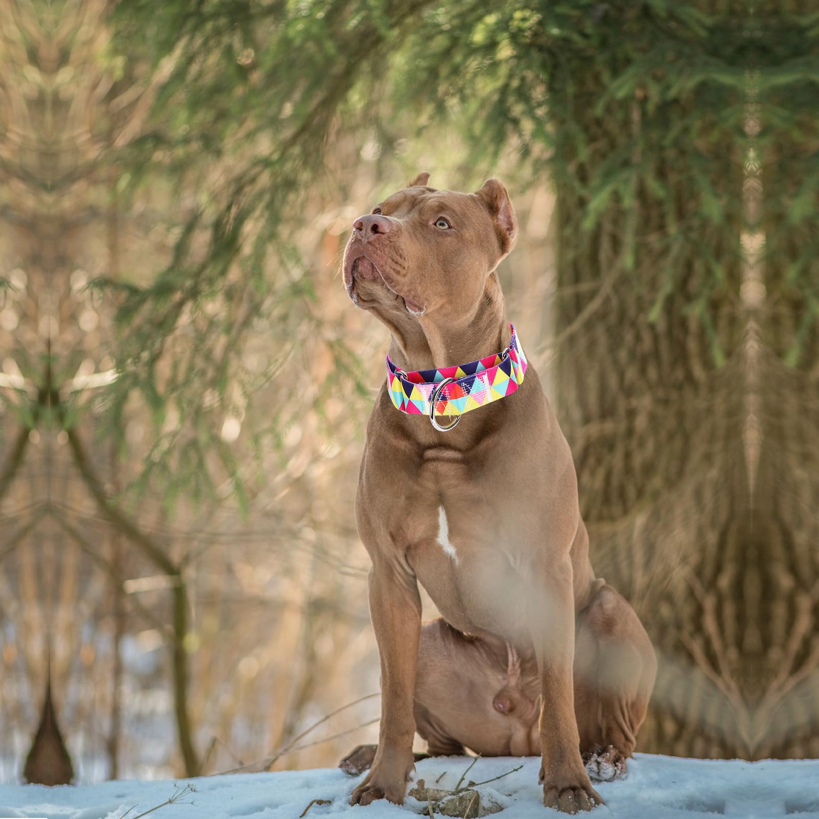 Wide Martingale Dog Collar - Heavy-Duty Escape-Proof Training Collar For Medium, Large & Xl Dogs | Big & Thick No Pull Adjustabl