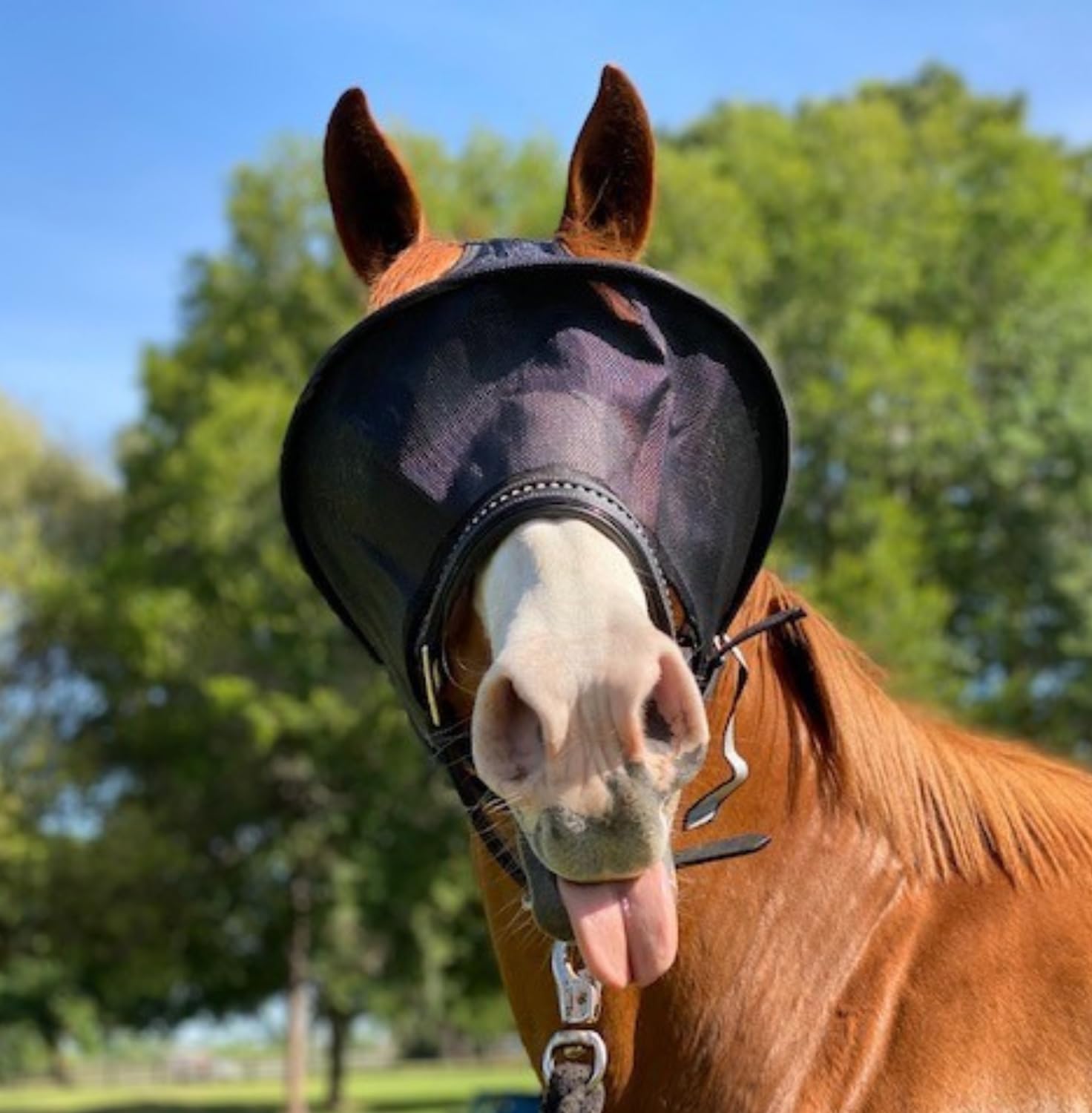 EquiVizor Solar Vizor Horse Fly Mask (Size COB), Superior UV Eye Protection to 100% for Horses with Uveitis, Photosensitivity, U