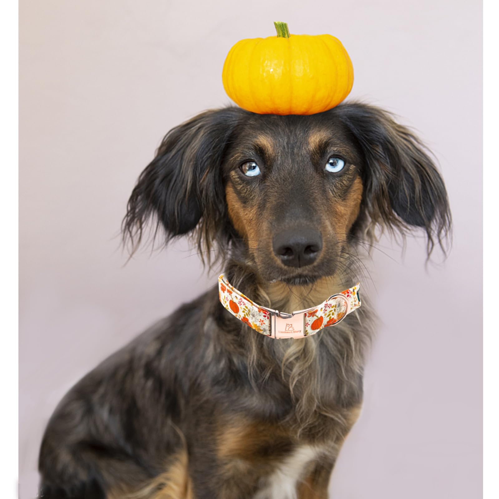 Lionheart Glory Dog Collar Halloween Collar Dog Fall Dog Collars, Adjustable Heavy Duty Dog Collar For X-Large Dogs Pumpkin Collar Dog